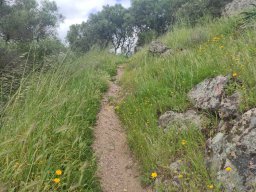 Flora del Cerro Masatrigo